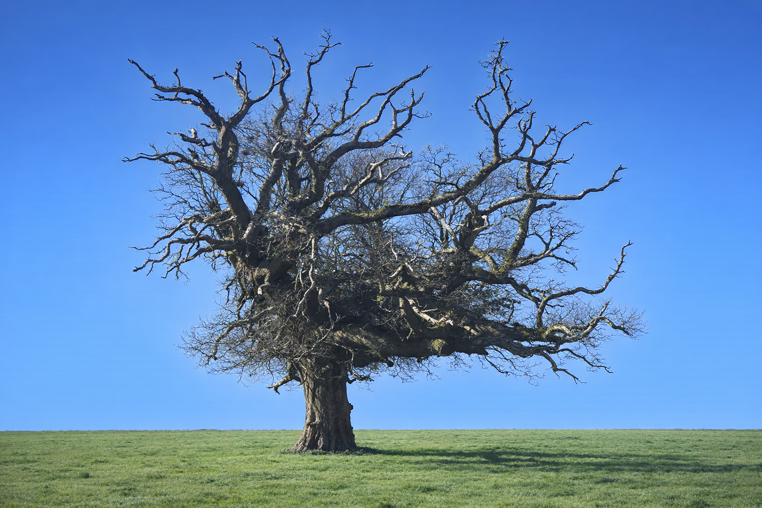 The Tipperary oak — ancient sessile oak on a country road, bare branches against blue sky